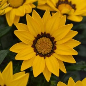 Gazania Flower Seeds "New Day Series Yellow"– Chrysanthemum Daisy Garden Seeds for Planting, 100 Seeds Pack