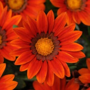 Gazania Flower Seeds "New Day Series bronze shades"– Chrysanthemum Daisy Garden Seeds for Planting, 100 Seeds Pack