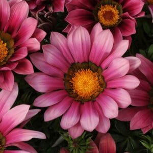 Gazania Flower Seeds "New Day Series Pink Shades"– Chrysanthemum Daisy Garden Seeds for Planting, 100 Seeds Pack