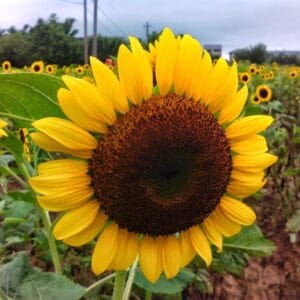 Alternative view of Giant Sunflower Seeds – Easy-to-Grow Garden Flower Seeds for Planting, 50 Seeds Pack