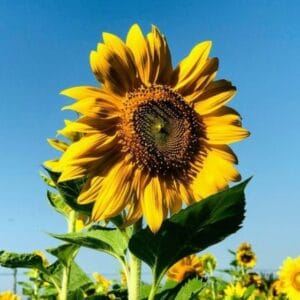 Giant Sunflower Seeds – Easy-to-Grow Garden Flower Seeds for Planting, 50 Seeds Pack