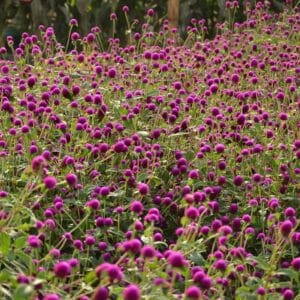 Gomphrena "Purple" Seeds – Globe Amaranth Flower Seeds for Planting, 100 Seeds Pack