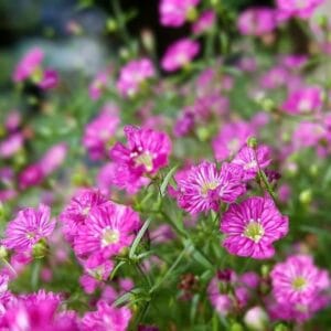 Alternative view of Mixed Gypsophila Paniculata Flower Seeds – Baby’s Breath Flower Seeds for Garden Planting, 100 Seeds Pack