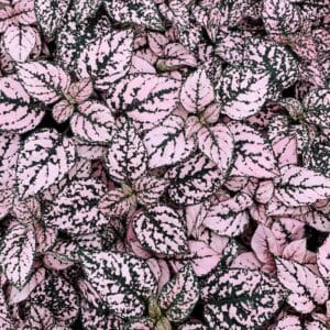 Hypoestes “Splash Selected Pink” Seeds – Garden Polka Dot Plant Flower Seeds for Planting, 100 Seeds Pack