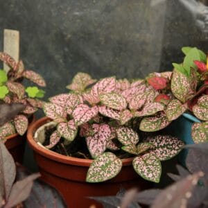 Alternative view of Hypoestes “Splash Selected Pink” Seeds – Garden Polka Dot Plant Flower Seeds for Planting, 100 Seeds Pack
