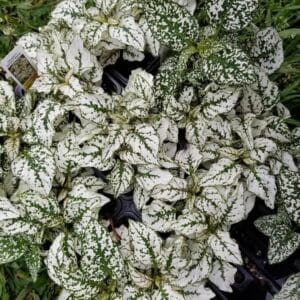 Hypoestes “Splash Selected White” Seeds – Garden Polka Dot Plant Flower Seeds for Planting, 100 Seeds Pack