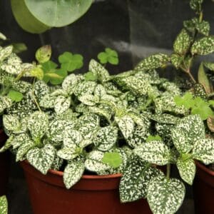 Alternative view of Hypoestes “Splash Selected White” Seeds – Garden Polka Dot Plant Flower Seeds for Planting, 100 Seeds Pack