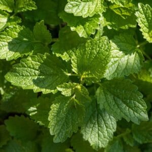 Alternative view of Lemon Balm Seeds – Herb Garden Plant Seeds for Planting, 100 Seeds Pack