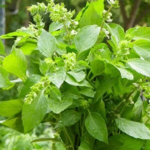 Alternative view of Lemon Basil Seeds – Herb Garden Mint Seeds for Planting, 100 Seeds Pack