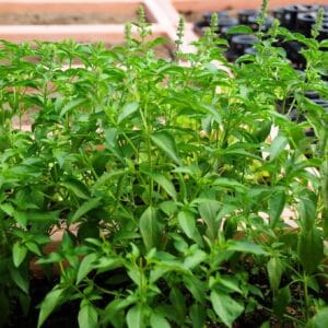 Lemon Basil Seeds – Herb Garden Mint Seeds for Planting, 100 Seeds Pack