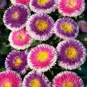 Mixed Aster “Chinensis Lilliput Size FG ” Flower Seeds – Garden Flower Seeds for Planting, 100 Seeds Pack
