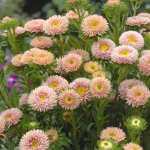 Aster “Chinensis Matsumoto Apricot” Flower Seeds – Garden Flower Seeds for Planting, 100 Seeds Pack