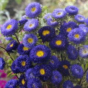 Aster “Chinensis Matsumoto Blue” Flower Seeds – Garden Flower Seeds for Planting, 100 Seeds Pack