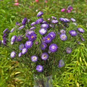 Aster “Chinensis Matsumoto Blue Tipped White” Flower Seeds – Garden Flower Seeds for Planting, 100 Seeds Pack