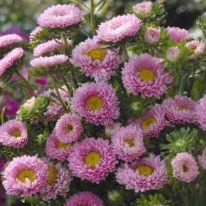 Aster “Chinensis Matsumoto Pink” Flower Seeds – Garden Flower Seeds for Planting, 100 Seeds Pack