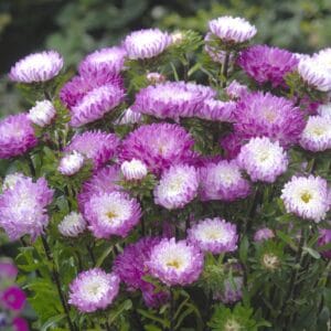 Aster “Chinensis Matsumoto Pink Tipped White” Flower Seeds – Garden Flower Seeds for Planting, 100 Seeds Pack