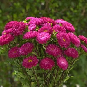 Aster “Chinensis Matsumoto Rose” Flower Seeds – Garden Flower Seeds for Planting, 100 Seeds Pack