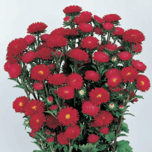 Aster “Chinensis Matsumoto Scarlet” Flower Seeds – Garden Flower Seeds for Planting, 100 Seeds Pack