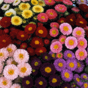 Mixed Aster “Chinensis Matsumoto Series” Flower Seeds – Garden Flower Seeds for Planting, 100 Seeds Pack