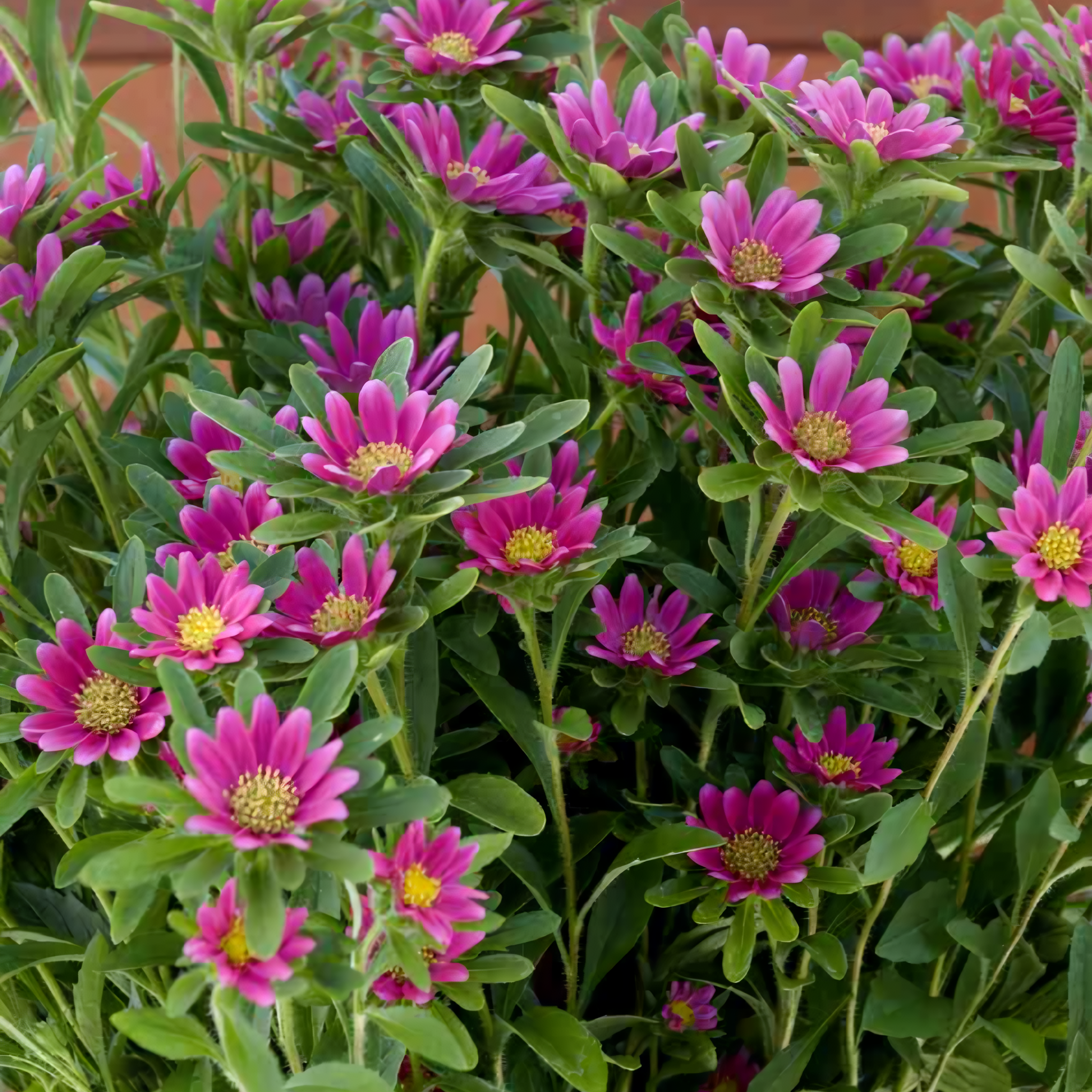 Alternative view of Mixed Aster “Chinensis Palette Deep Rose” Flower Seeds – Garden Flower Seeds for Planting, 100 Seeds Pack