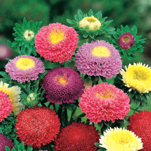 Mixed Aster “Chinensis Pompon Formula” Flower Seeds – Garden Flower Seeds for Planting, 100 Seeds Pack