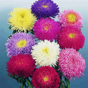 Mixed Aster “Chinensis Princess” Flower Seeds – Garden Flower Seeds for Planting, 100 Seeds Pack