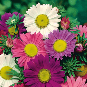 Mixed Aster “Madeleine Series” Flower Seeds – Garden Flower Seeds for Planting, 100 Seeds Pack