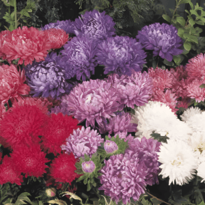 Alternative view of Mixed Aster “Milady Series” Flower Seeds – Garden Flower Seeds for Planting, 100 Seeds Pack