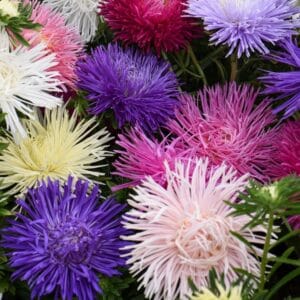 Mixed Aster “Starlight Series” Multi-Petal Flower Seeds – Garden Flower Seeds for Planting, 100 Seeds Pack