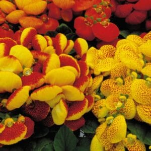 Mixed Calceolaria Flower Seeds – Garden Pocketbook Flower / Slipper Flower Seeds for Planting, 100 Seeds Pack