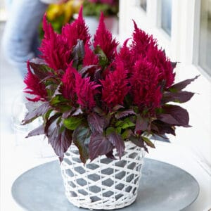 Celosia "Flamingo Feather Red" Flower Seeds – Garden Flower Seeds for Planting, 100 Seeds Pack