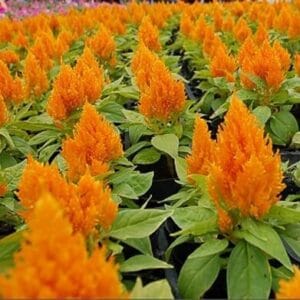 Celosia "Flamingo Feather Orange" Flower Seeds – Garden Flower Seeds for Planting, 100 Seeds Pack