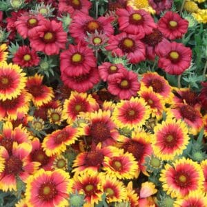 Mixed Gaillardia Flower Seeds – Garden Blanket Flower Seeds for Planting, 100 Seeds Pack