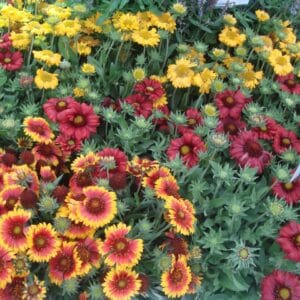 Alternative view of Mixed Gaillardia Flower Seeds – Garden Blanket Flower Seeds for Planting, 100 Seeds Pack