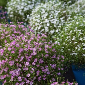 Mixed Gypsophila Paniculata Flower Seeds – Baby’s Breath Flower Seeds for Garden Planting, 100 Seeds Pack