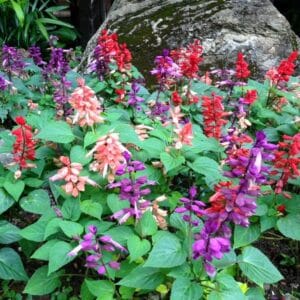 Alternative view of Mixed Salvia Splendens Seeds – Garden Flower Seeds for Planting, 100 Seeds Pack