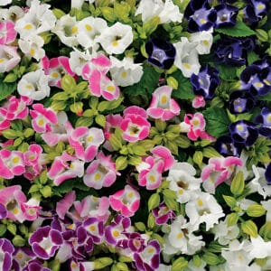 Mixed Torenia “Summery Love” Flower Seeds – Wishbone Garden Flower Seeds for Planting, 100 Seeds Pack