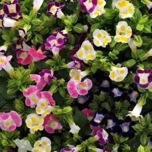 Alternative view of Mixed Torenia “Summery Love” Flower Seeds – Wishbone Garden Flower Seeds for Planting, 100 Seeds Pack