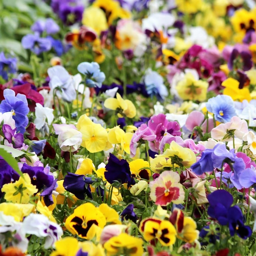 Mixed Tricolor Pansy Flower Seeds – Wavy Viola Tricolor Seeds for Garden Planting, 100 Seeds Pack