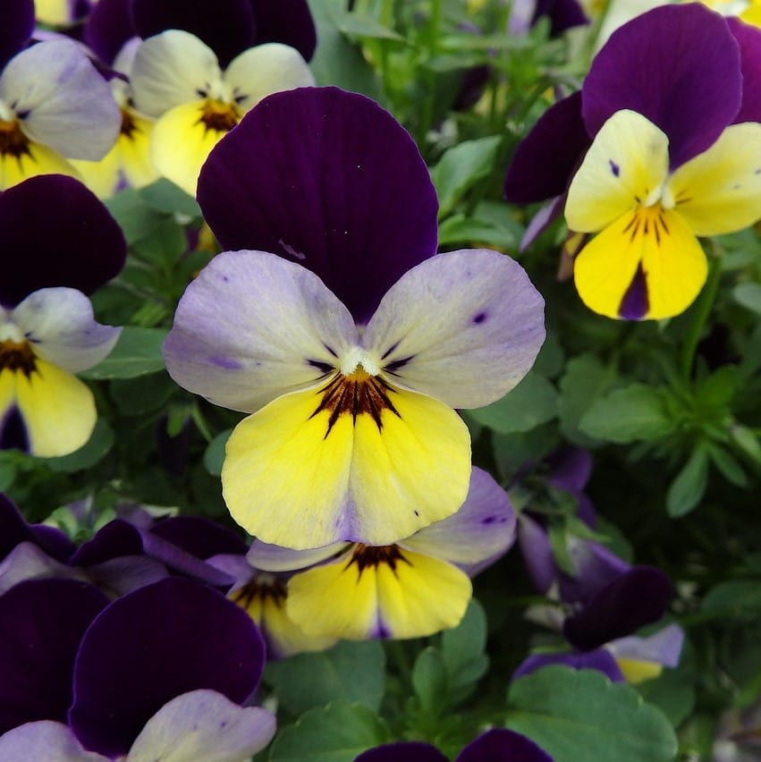 Mixed Tricolor Pansy Flower Seeds – Wavy Viola Tricolor Seeds for Garden Planting, 100 Seeds Pack - Image 2