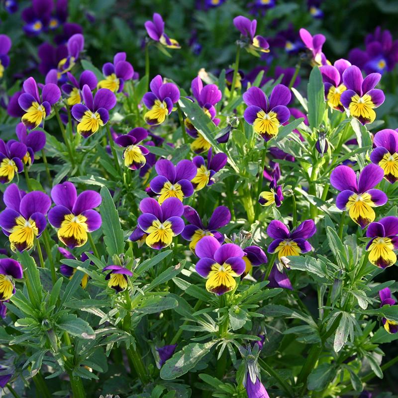 Mixed Tricolor Pansy Flower Seeds – Wavy Viola Tricolor Seeds for Garden Planting, 100 Seeds Pack - Image 3