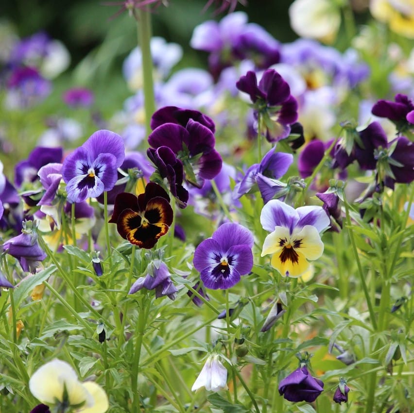 Mixed Tricolor Pansy Flower Seeds – Wavy Viola Tricolor Seeds for Garden Planting, 100 Seeds Pack - Image 4