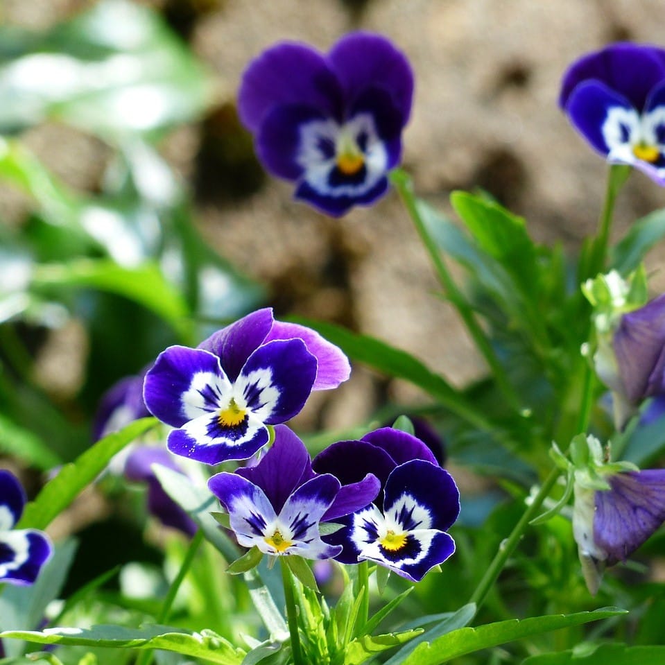 Mixed Tricolor Pansy Flower Seeds – Wavy Viola Tricolor Seeds for Garden Planting, 100 Seeds Pack - Image 5