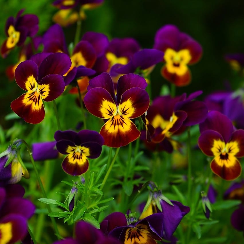 Mixed Tricolor Pansy Flower Seeds – Wavy Viola Tricolor Seeds for Garden Planting, 100 Seeds Pack - Image 6