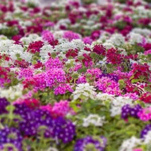 Mixed Verbena "Quartz Formula" Flower Seeds – Beautiful Shrub Verbena Garden Flower Seeds for Planting, 100 Seeds Pack