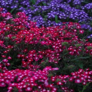 Alternative view of Mixed Verbena "Quartz Formula" Flower Seeds – Beautiful Shrub Verbena Garden Flower Seeds for Planting, 100 Seeds Pack