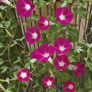 Alternative view of Morning Glory Seeds – Climbing Vine Flower Seeds for Garden Planting, 100 Seeds Pack