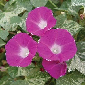 Morning Glory Seeds – Climbing Vine Flower Seeds for Garden Planting, 100 Seeds Pack