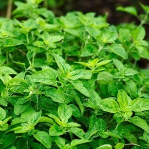 Oregano Seeds – Herb Garden Plant Seeds for Planting, 100 Seeds Pack