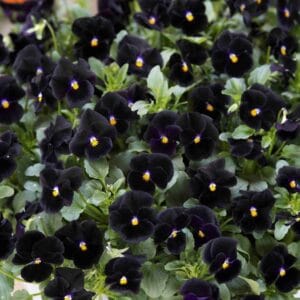Pansy Flower "Back to Black" Seeds – Wavy Viola Tricolor Seeds for Garden Planting, 100 Seeds Pack